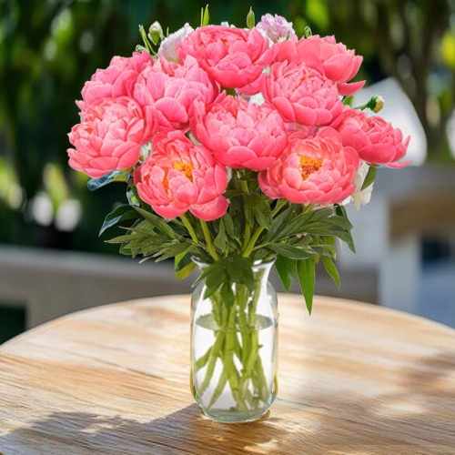 10 Fresh Choral Charm Peonies Bunch For Germany