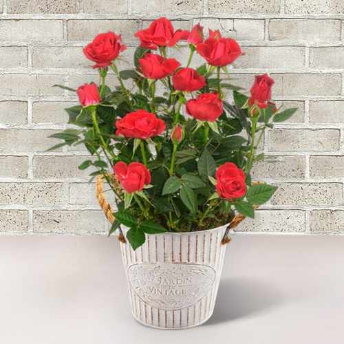 Flowering Potted Rose Delivery