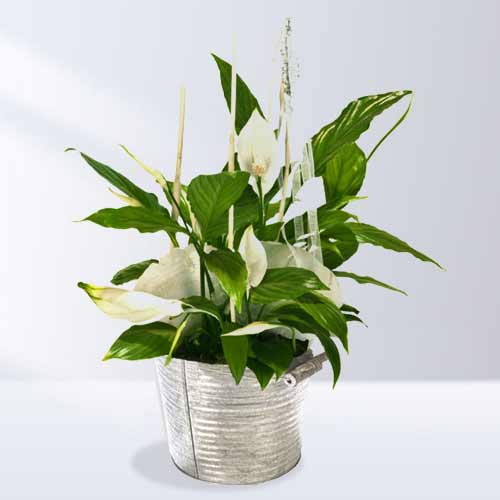 White Spathiphillum Plant-Best Plants To Send For Sympathy