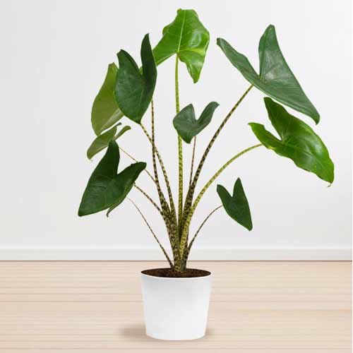 Foliage Plant Alocasia-Deliver House Plants Gift