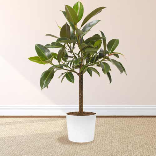 Lovely Rubber Tree-Houseplant Gift Delivery