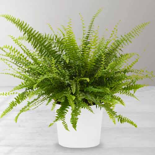 Sword Fern Plant