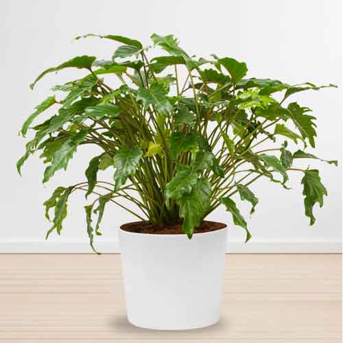 Philodendron Plant-Plant Gifts To Send