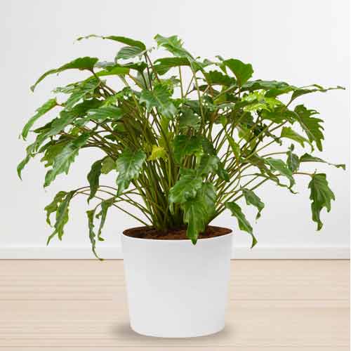 Philodendron Plant