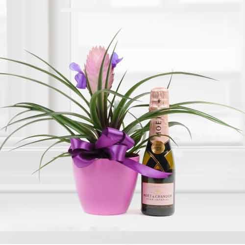 Moet Combo with Cute Bromelia -Birthday Basket Ideas For Sister