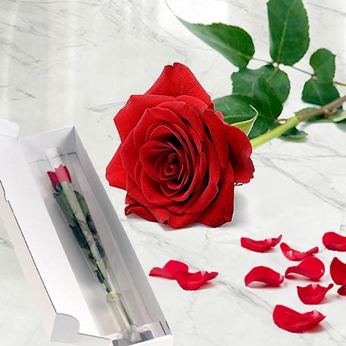 Single Red Rose-Rose For Girlfriend