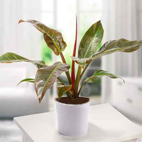 Philodendron Imperial Red Plant -Send Potted Plants