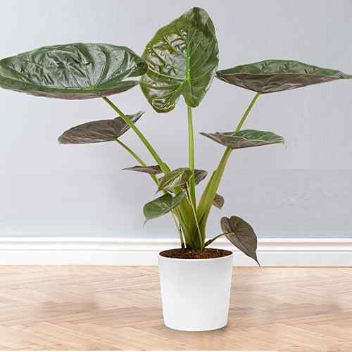 Alocasia Arrow Leaf-Potted Plant Gift Delivery